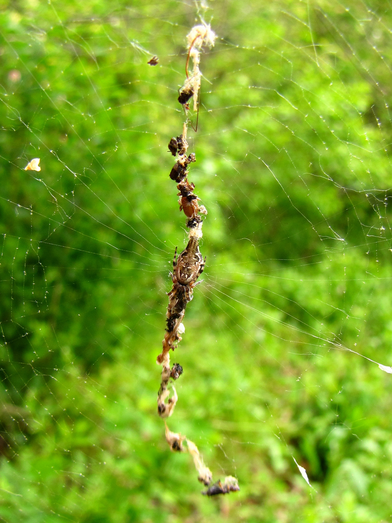 Stabilimenta-decorated web of a Cyclosa conica