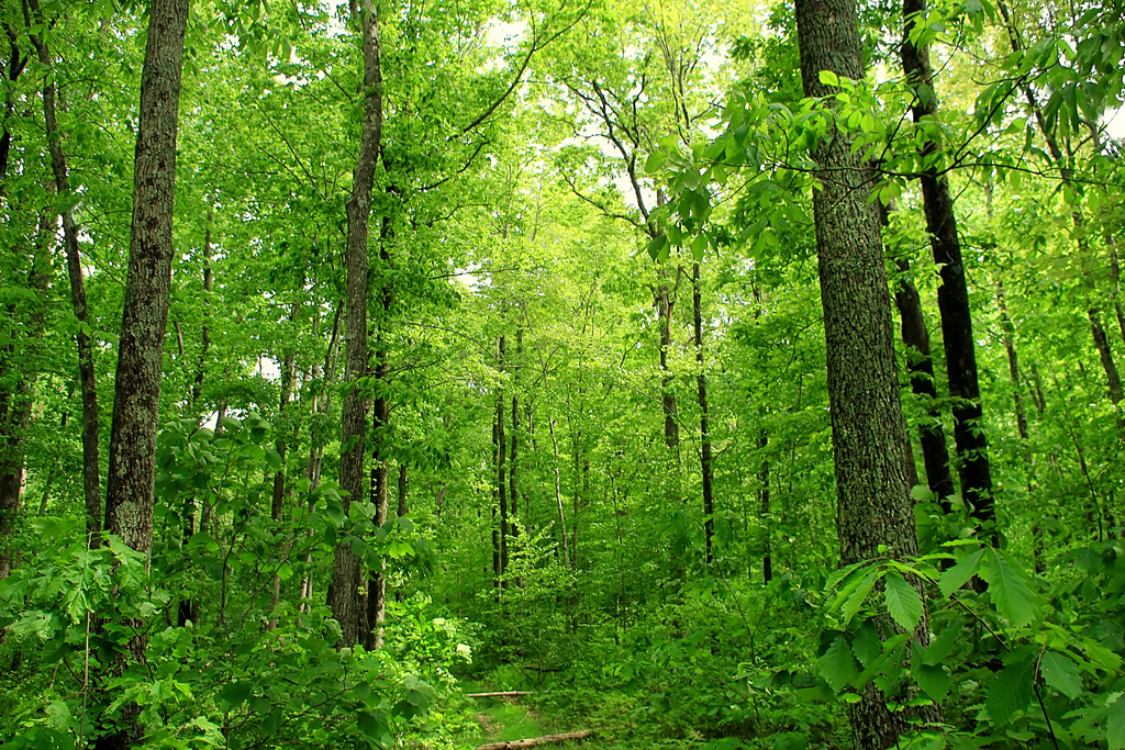 An example of a temperate forest where a Cyclosa would reside