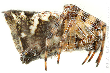 A close up image of the Cyclosa conica