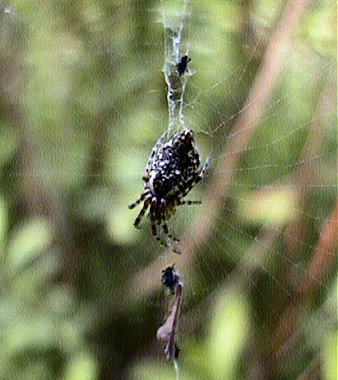 Cyclosa conica with decorated web