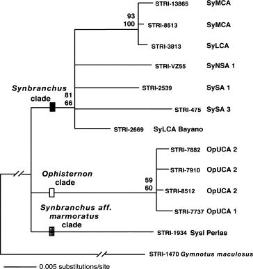 Genetic Phylogeny from Perdices et al. 2005
