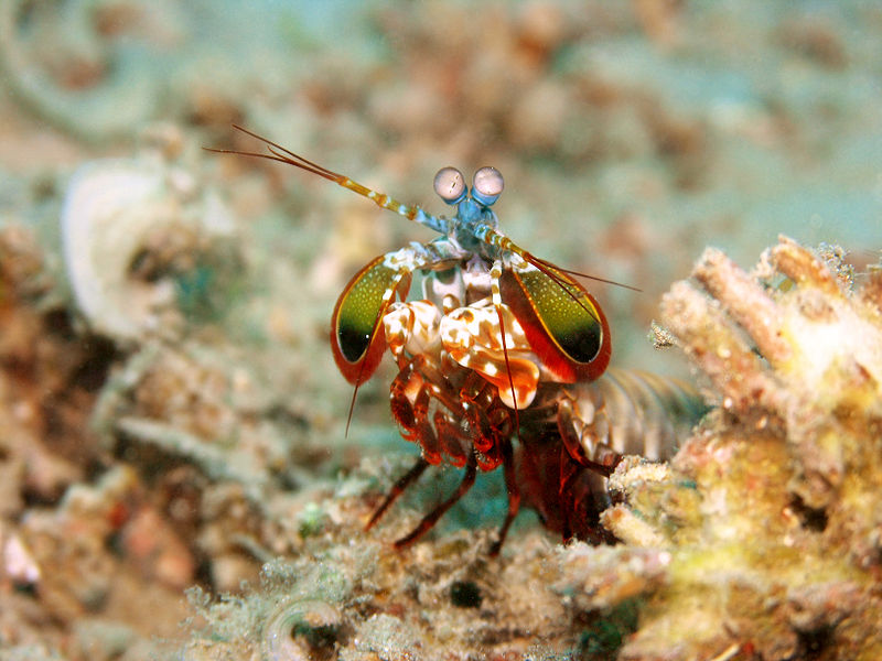  Picture of peacock mantis shrimp (Odontodactylus scyllarus). Taken at Tasik Ria house reef. Manado, Indonesia.  Reference Jens Petersen