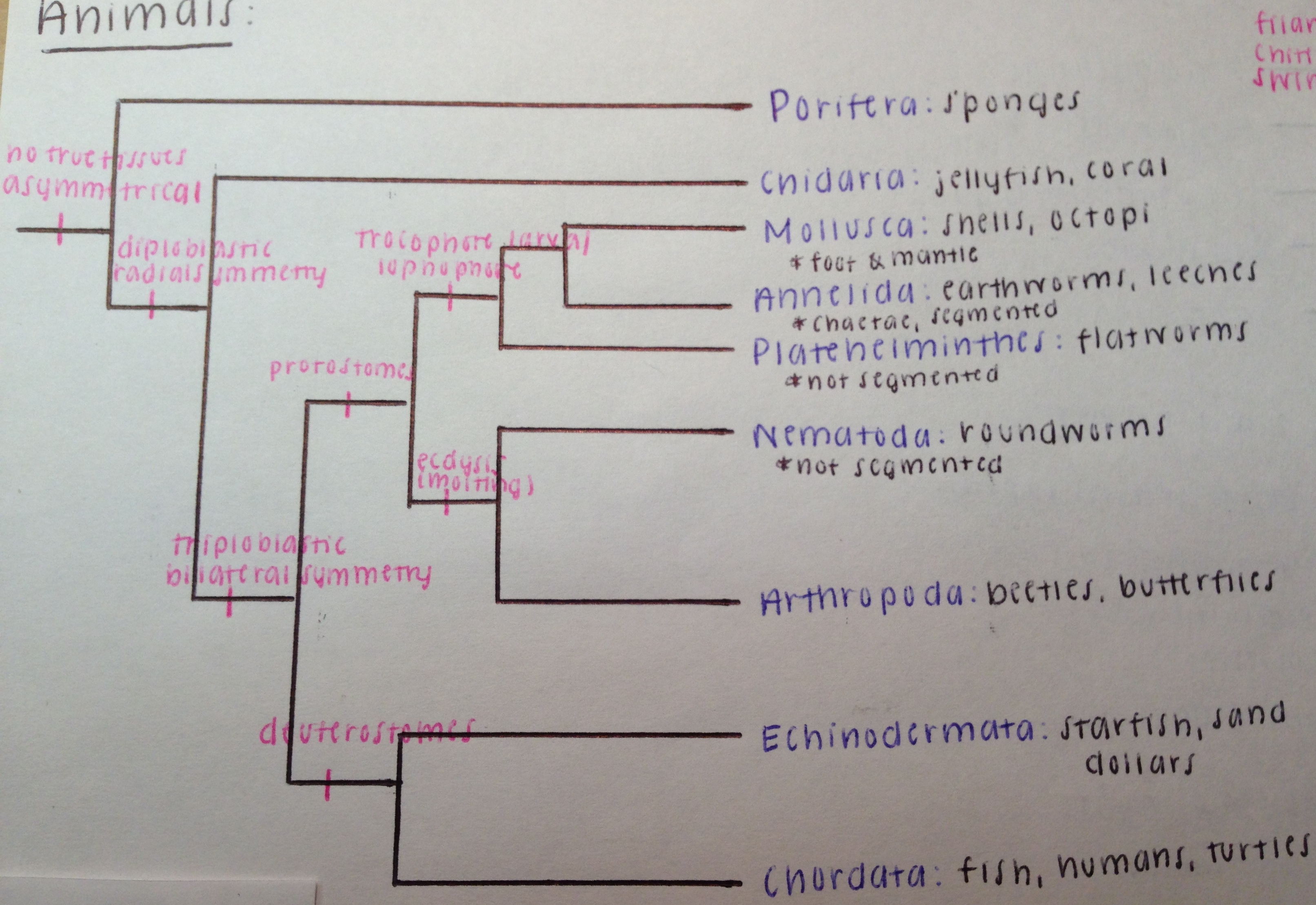 Phylogentic Tree of Animals.  Copyright of Sarah Albrecht