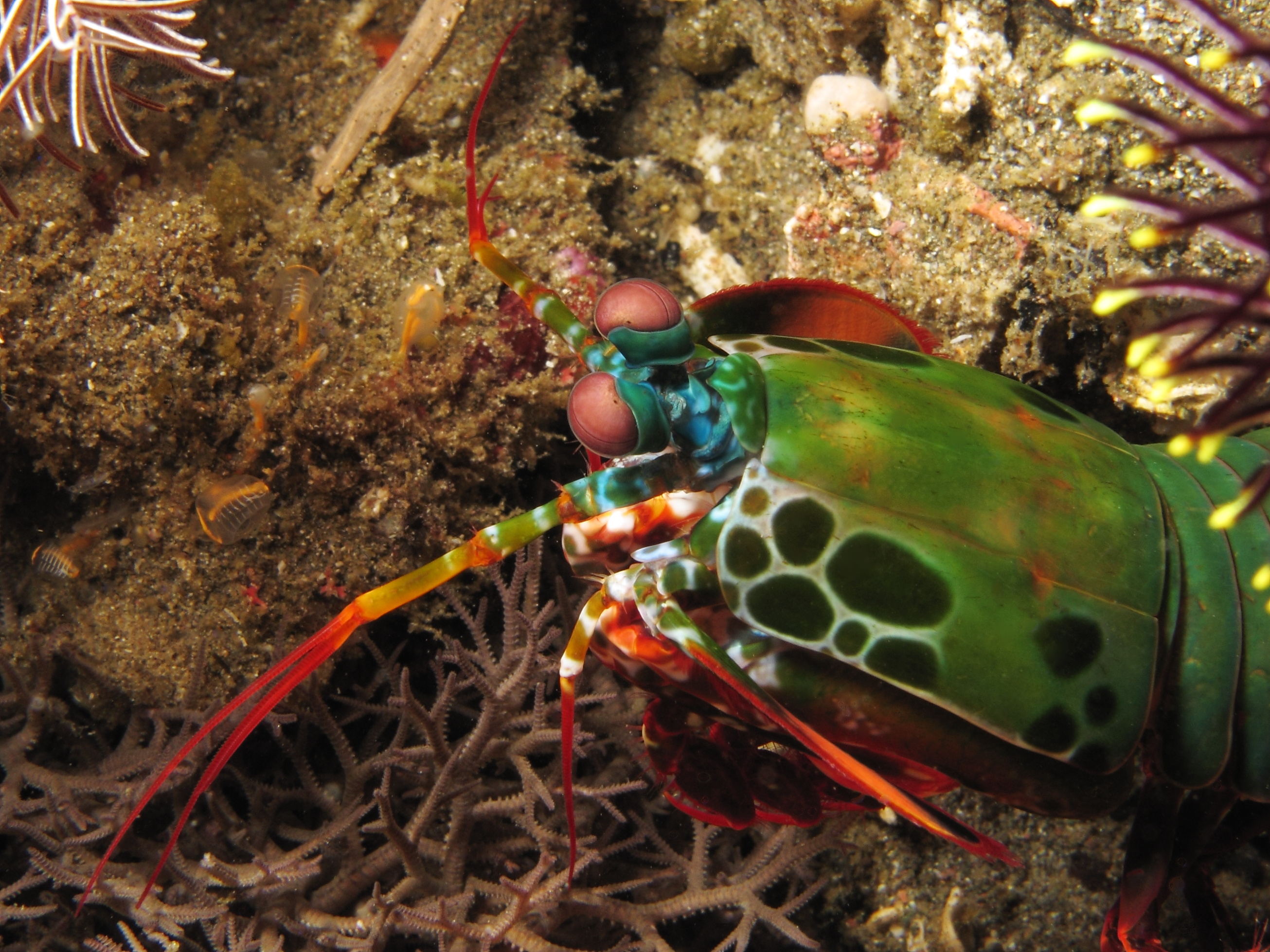 “Mantis shrimp near Nusa Kode Island,” by Alexander Vasenin, via Wikimedia Commons