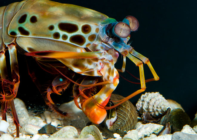 Peacock mantis shrimp smashing through a snail's shell.  Copyright of Roy Caldwell