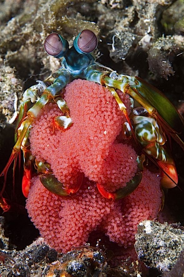 Peacock mantis shrimp with a clutch of eggs in Lembeh Straits off Sulawesi, Indonesia.  Copyright Matthew Oldfield