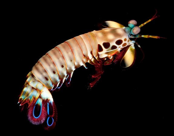Baby Peacock Mantis Shrimp. Copyright of Roy L. Caldwell