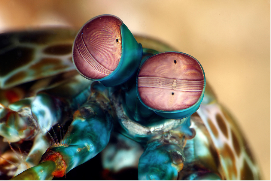 Peacock Mantis Shrimp Close Up on Eyes. Copyright National Aquarium