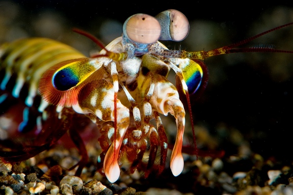 Close up view of a peacock mantis shrimp and its amazing color, eyes, and appendages.  Copyright of Roy L. Caldwell