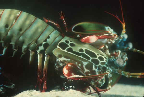Two peacock mantis shrimp wrestling in the sand.  Copyright of Roy L. Caldwell