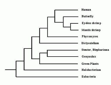 Evolutionary branching pattern of organisms. Reference Peter A. Ensminger