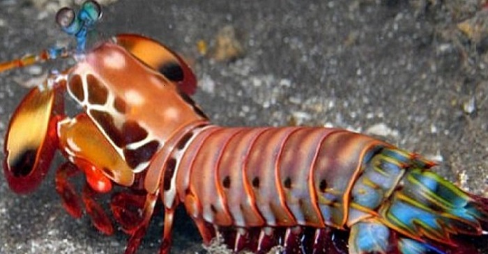A side view of the Peacock Mantis Shrimp.  Courtesy of Roy L. Caldwell