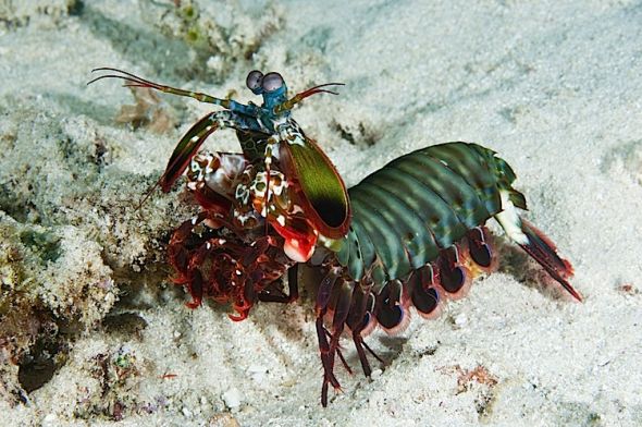 Peacock mantis shrimp at Gili Trawangan, Lombok, Indonesia.  Copyright of Matthew Oldfield