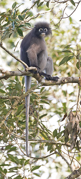 Dusky Leaf Monkey in a tree