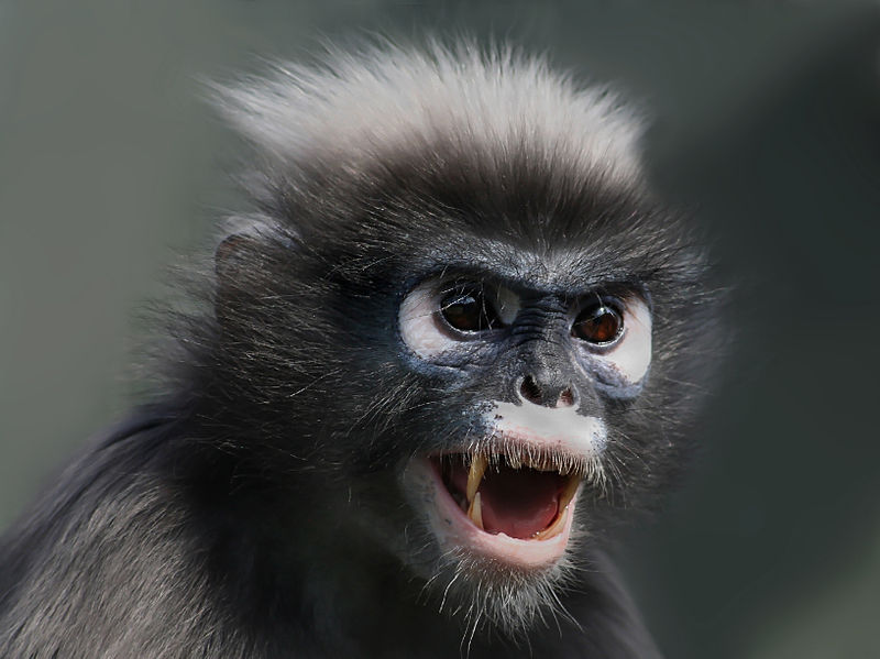 Aggressive Dusky Leaf Monkey bearing its teeth