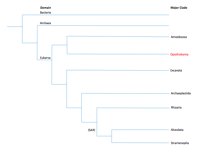 P. californicus domain and major clade phylogeny.