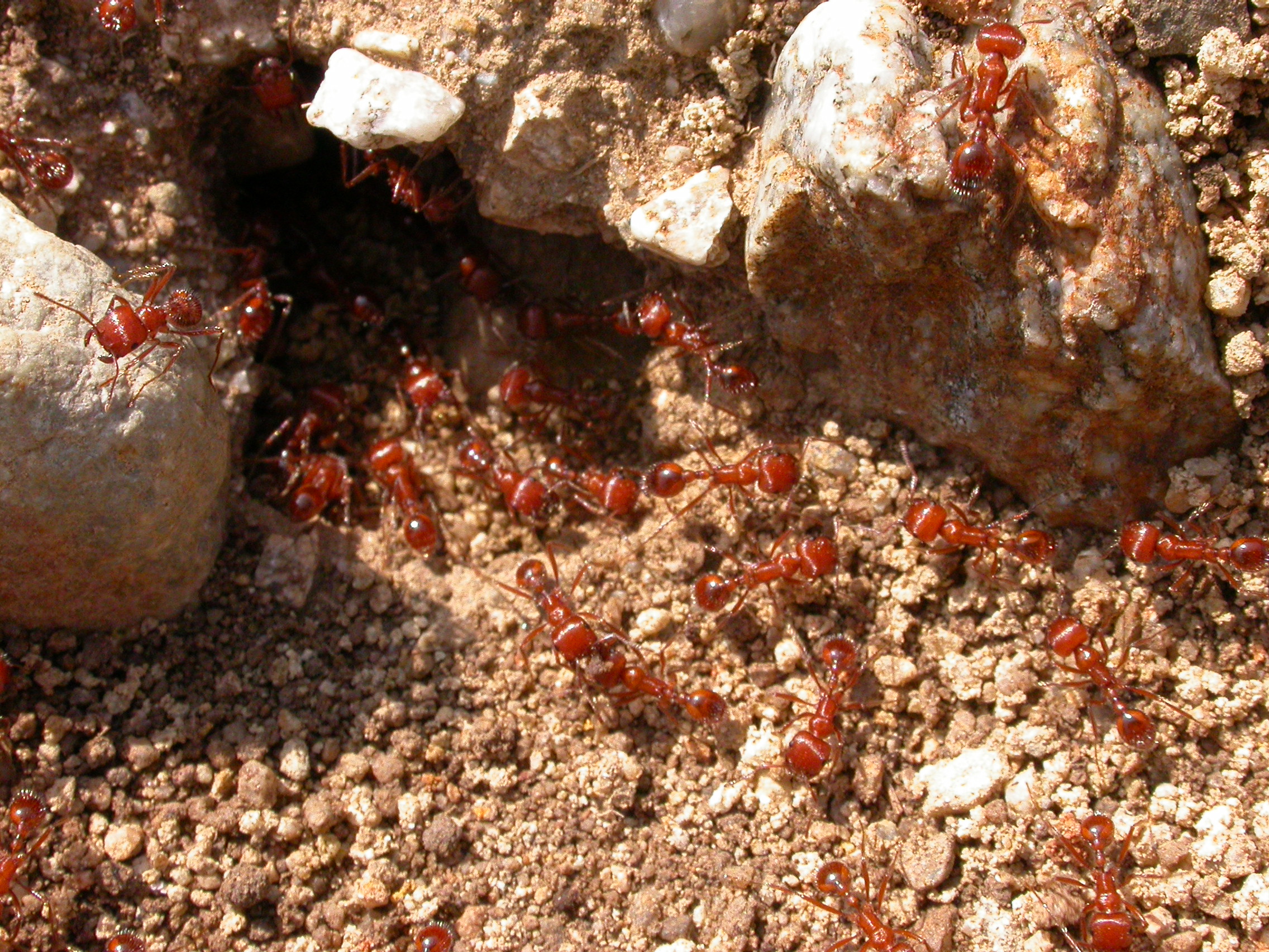 P. californicus ant colony. Retrieved from Wikimedia Commons.