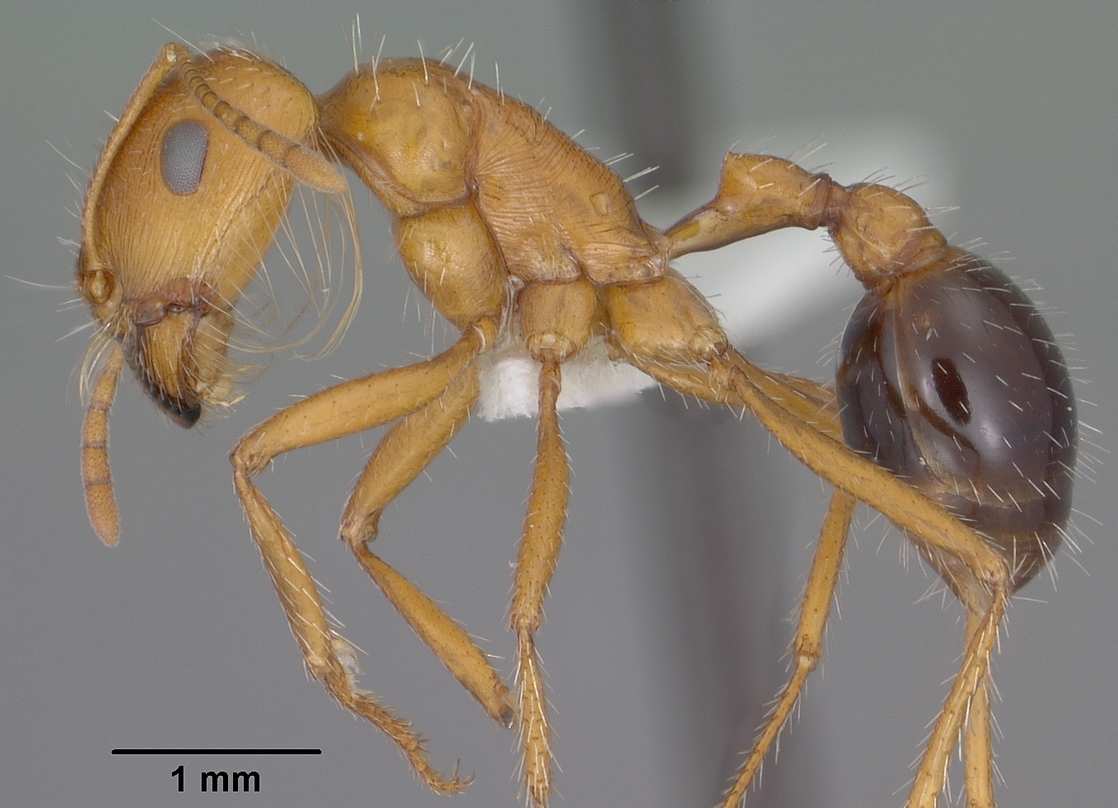 P. californicus profile view. Retrieved from Wikimedia Commons.
