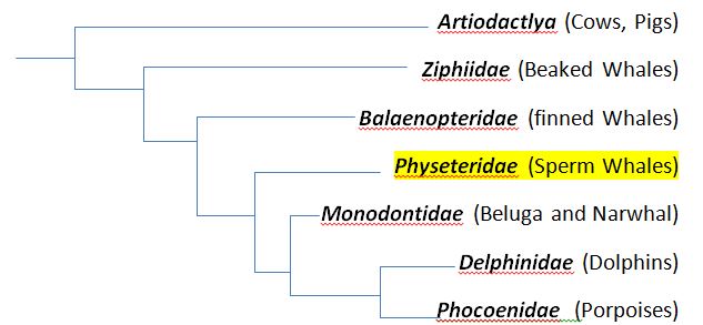 Phylogenetic tree for evolution of sperm whales