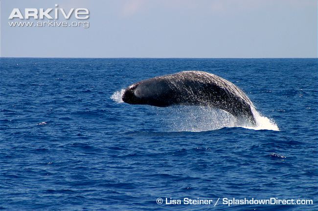 Sperm whale breaching waters surface