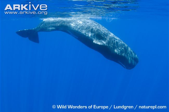 Male sperm whale diving for food.