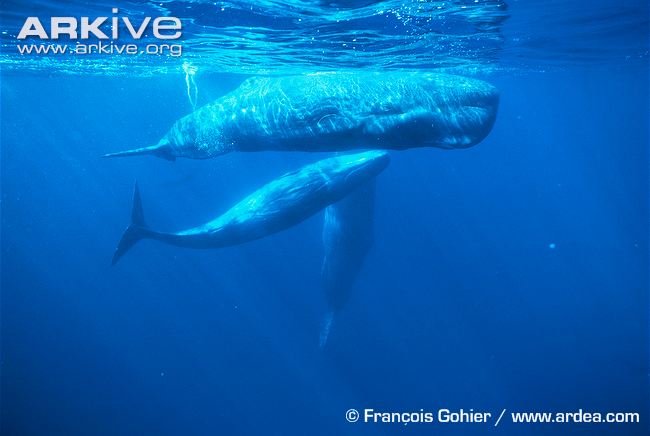This is a group of sperm whales (Physeter macrocephalus). Only females and young new born males are in shown in this pod. Each of the young males is dependent upon its mother for food.