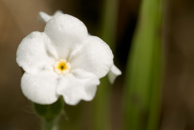 Five-petaled Plagiobothrys nothofulvus flower.