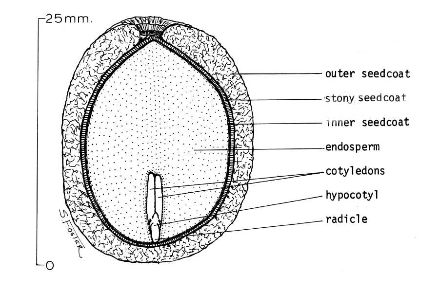 Seed diagram.