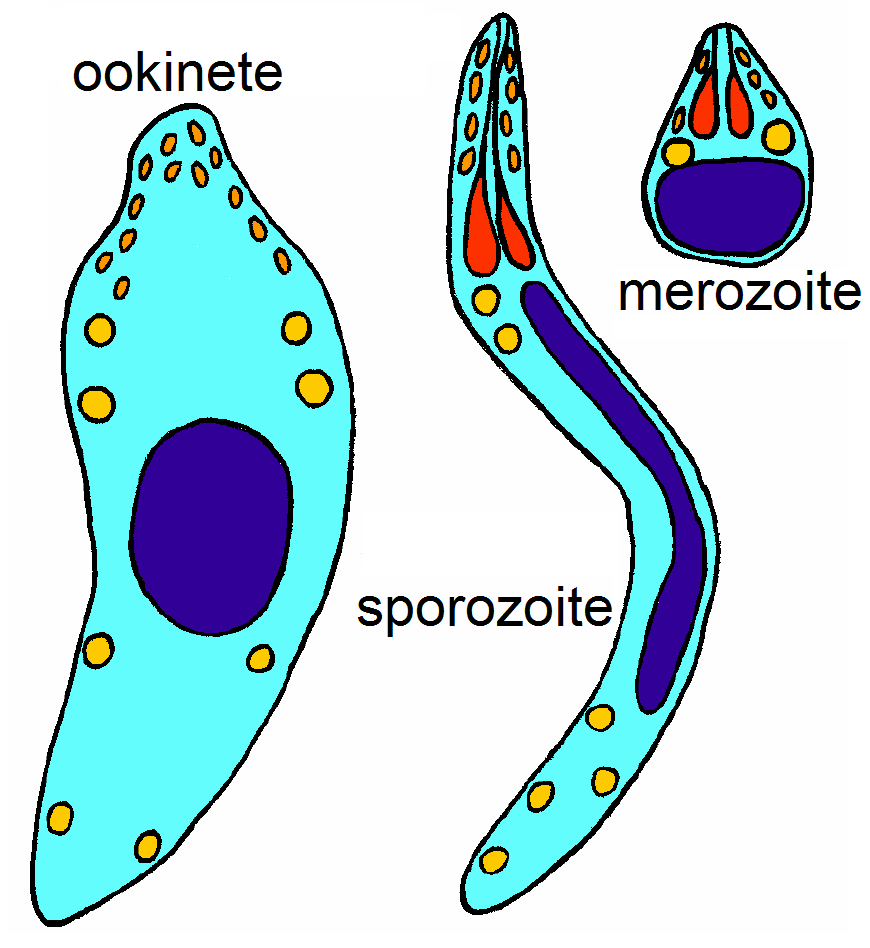 Sporokinete, merozoite, and Ookinete