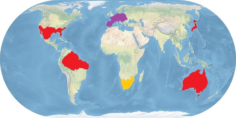 A map showing that B. canis canis is endemic to southern America, Brazil, Australia, and Japan. B. canis vogeli is endemic to Europe and B. canis rossi is endemic to South Africa.
