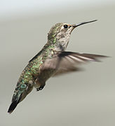 Female Calypte anna in sustained hovering flight - obtained from wikipedia.com