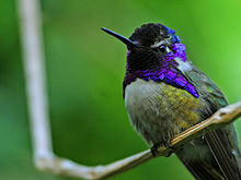Male Calypte costae with purple feather capped head - wikipedia.com 