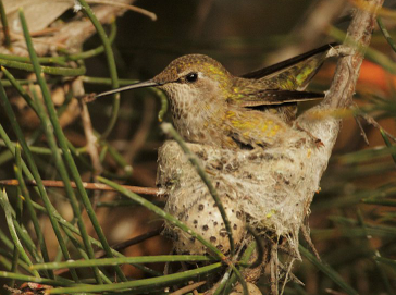 Female Anna's Hummingbird resting on a nest, Photo Provided by Tom Grey.
