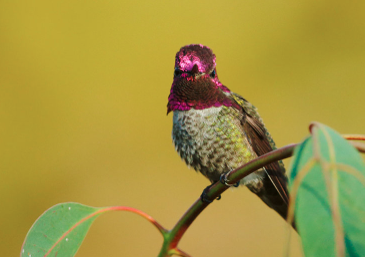 Male Anna's Hummingbird defending his territory, Photo Provided by Tom Grey.