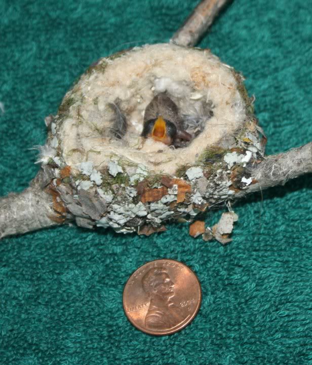 Calypte anna nest with hatchlings - used with permission from Anneke Moresco