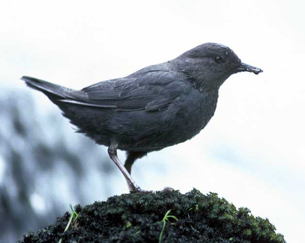 This is a picture of the American Dipper. It is used with permission from the U.S. Fish and Wildlife Service and can be found at http://commons.wikimedia.org/wiki/File:Cinclus_mexicanus_FWS.jpg
