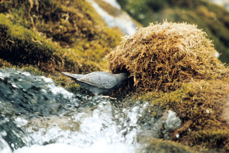 This is a picture of the American Dipper entering its nest. It is used with permission from the United States of America and can be found at http://www.marysrosaries.com/collaboration/index.php?title=File:American_Dipper_at_Nest.jpg
