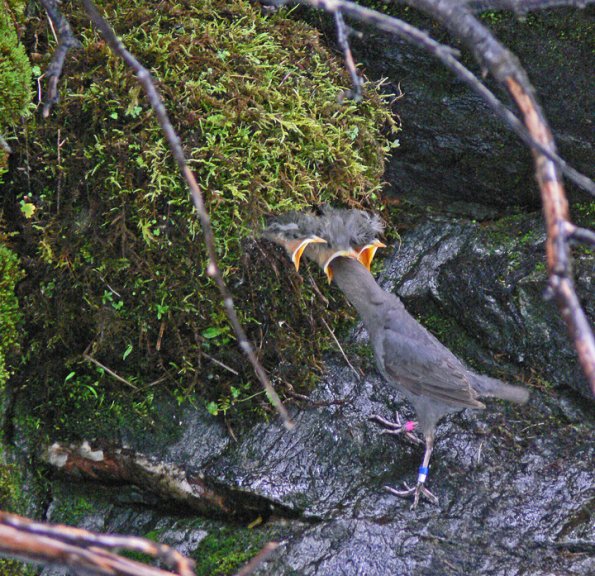 American Dipper feeding its young
