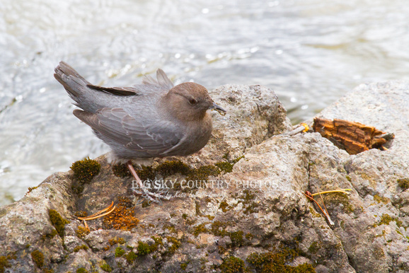 The American Dipper. Used with permission by Katie La Salle-Lowery and can be found at http://www.bigskycountry.net/songbirds/h19c9c8d7#h19c9c8d7