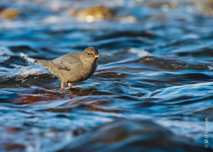 The independent American Dipper. Used with permission from MJF images (Michael Flaherty) and can be found at http://blog.mjfimages.com/tag/wildlife-photography/