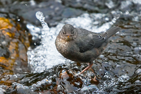The American Dipper storing fat for the cold winter. Used with permission from Lee Rentz Photography and can be found at http://leerentz.wordpress.com/tag/bird/
