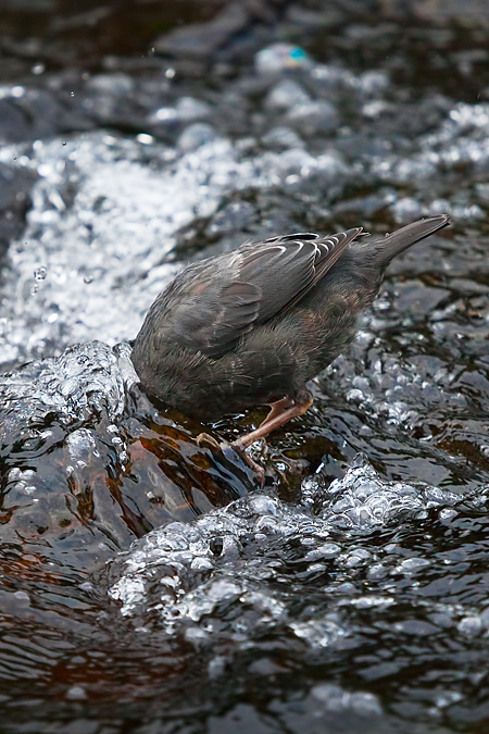 The American Dipper searching for food. Used with permission from © Lee Rentz, All Rights Reserved and can be found at http://leerentz.wordpress.com/tag/bird/