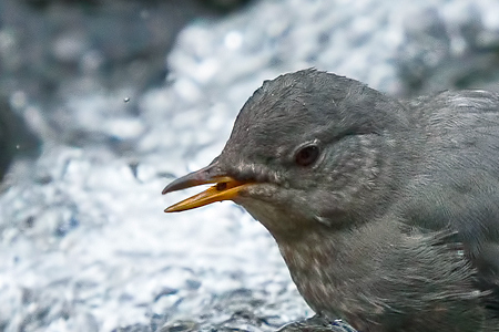 The American Dipper with a black aquatic insect in its mouth. Used with permission from © Lee Rentz, All Rights Reserved and can be found at http://leerentz.wordpress.com/tag/bird/