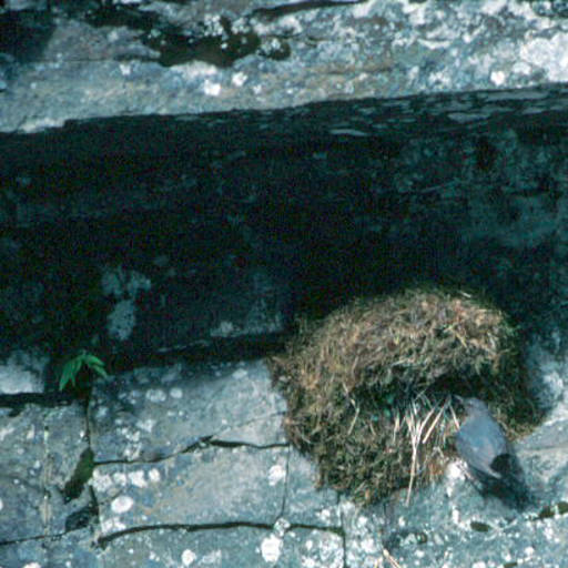 The American Dipper's Nest. Used with permission by the US Fish and Wildlife Service and can be found at http://digitalmedia.fws.gov/cdm/singleitem/collection/natdiglib/id/3655/rec/8