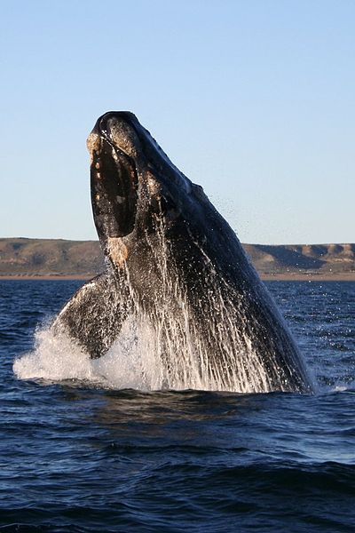 Southern Right Whale Breeching by Wikimedia Commons