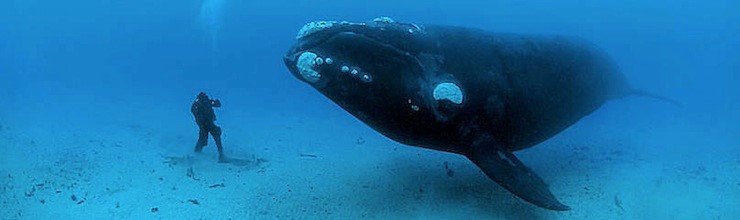 National Geograhic photographer swimming with Southern Right Whale