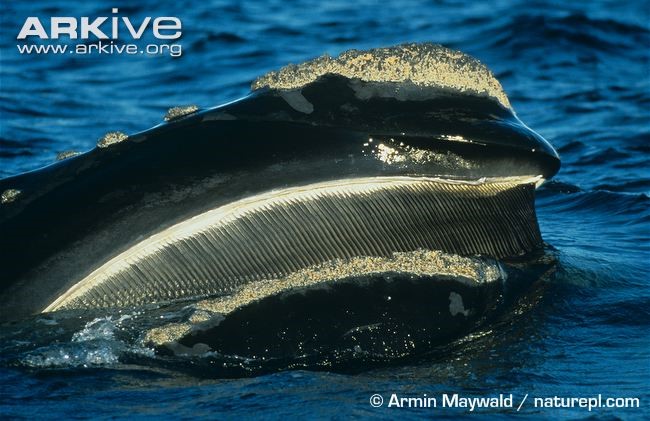 Southern right whale skim feeding at surface, baleen visible from Nature Picture Library