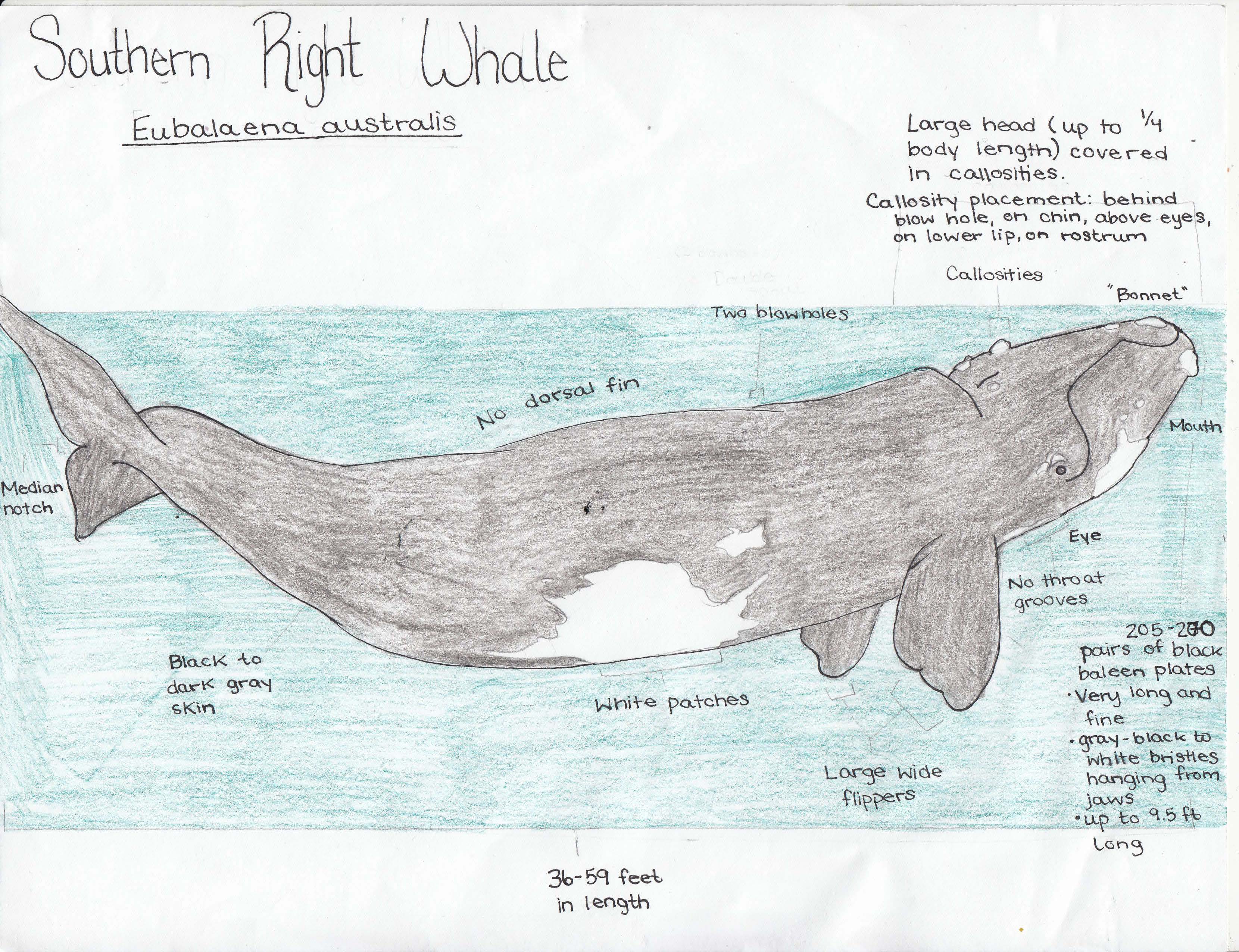 Southern Right Whale drawn by Morgan Langworthy