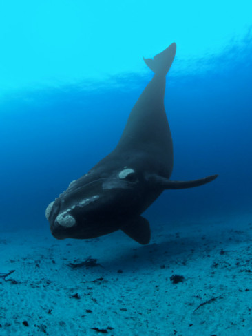 Southern Right Whale taken by Brian Skerry for National Geographic