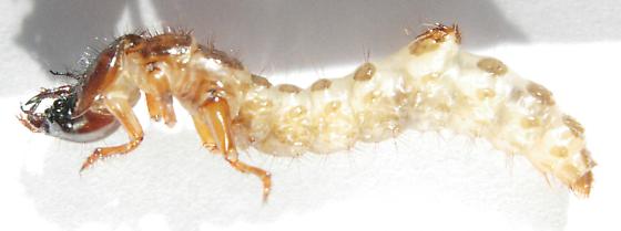Larvae of Omus Californicus